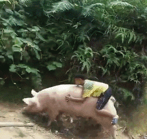 微信图片_20180703104919.gif