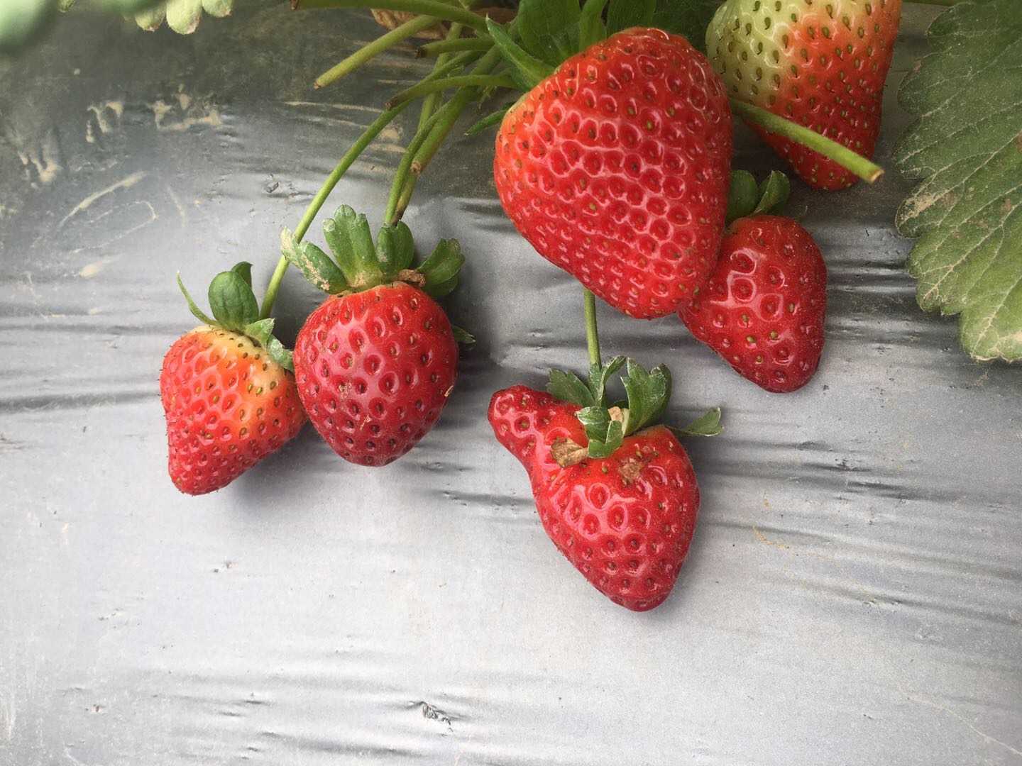    这一棵草莓，一下子就结出一堆来，不过小的要不得，必须要大的饱满的才行。