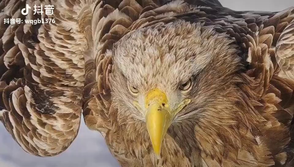 看，鹰隼