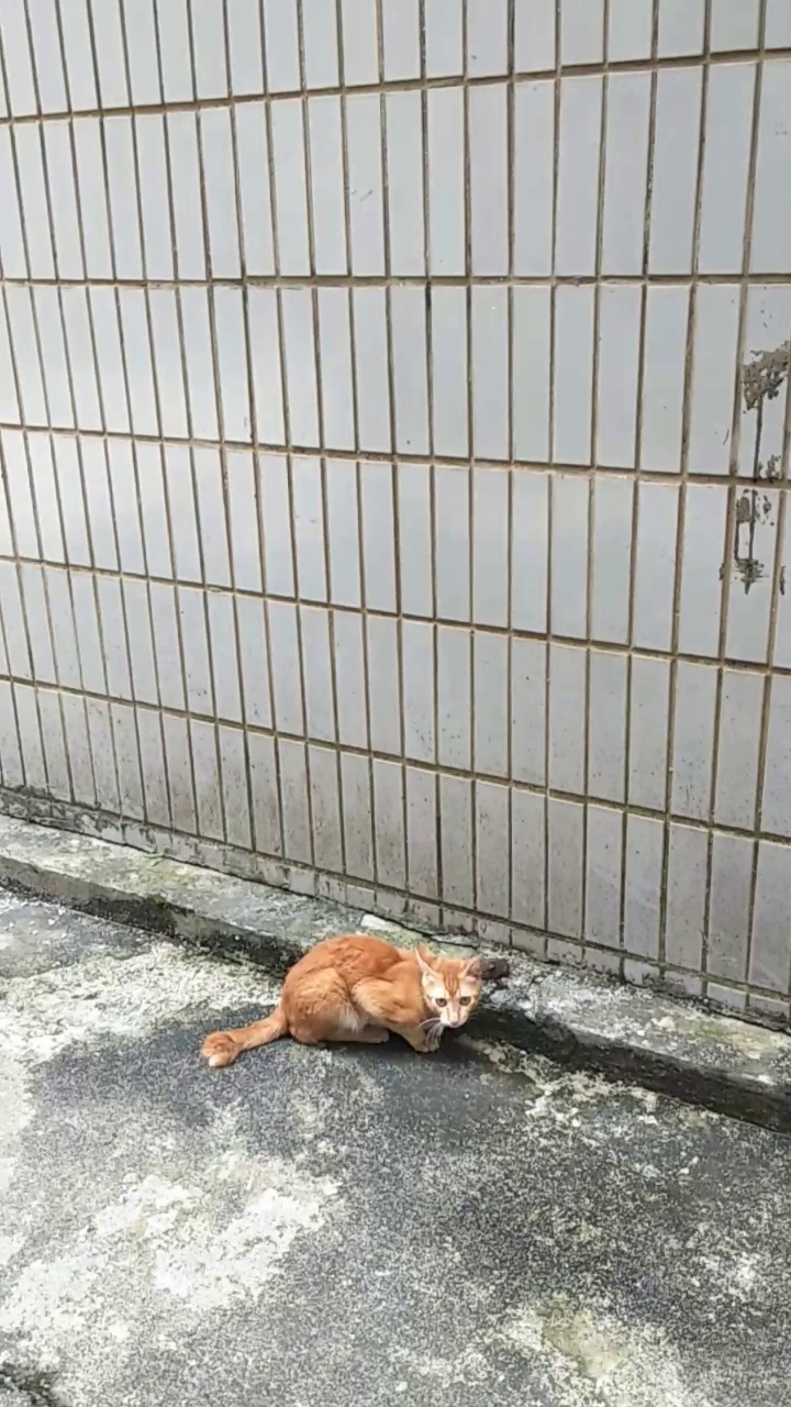 现实版的猫和老鼠