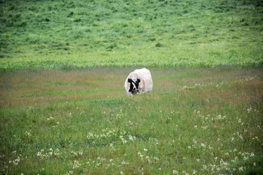 ▲一只孤独的老牛安静吃草