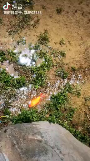 前几天在银川偶遇被出水口大水流冲出来的锦鲤，接起来
