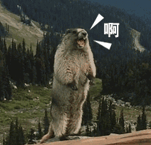 timg.gif