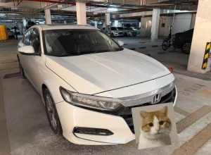 雅阁他真没毛病